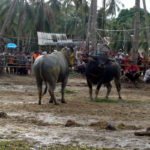 Buffalo Fights