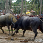 Buffalo Fights