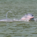 Tour des dauphins